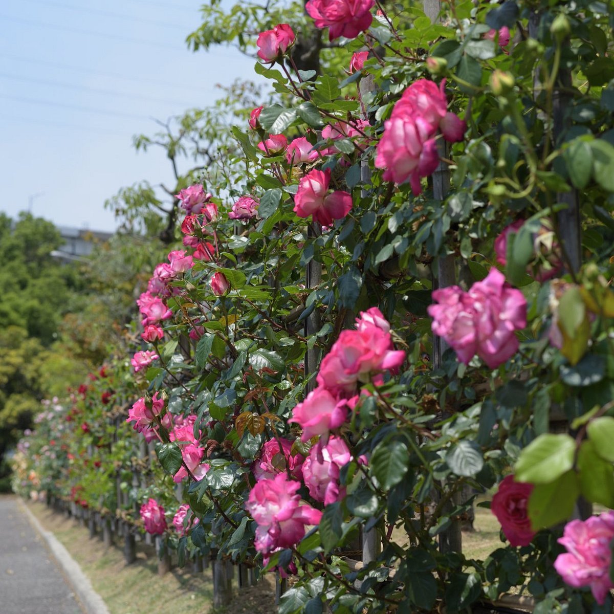 🌸 반노스 공원(반노스 코엔) 이미지 4